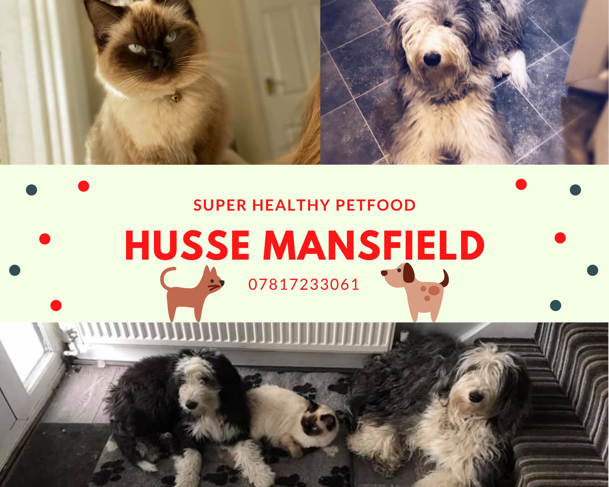 Husse fun dog show