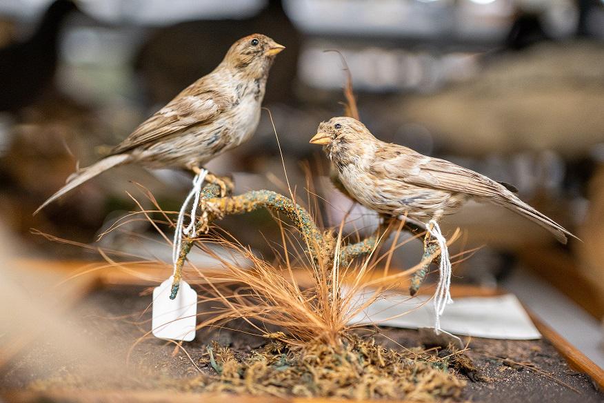 Bird collection mansfield museum