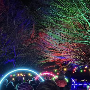 Photo of crowds and illuminated trees at Mansfield Light Night