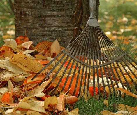 A photo of autumn leaves and a rake