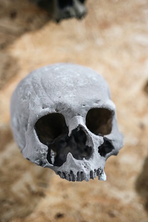 Photo of a human skull on show at Mansfield Museum