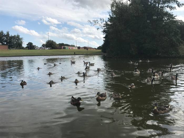 Berry Hill Pond with ducks