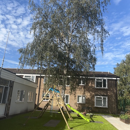 Photo shows a birch tree with children's swings in  front of it with housing in the background