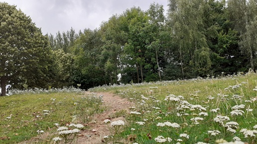 A path runnig through a wildflower meadow in Peafield Park in Mansfield Woodhouse
