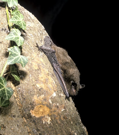 Photo of the rare Serotine bat which was spotted in Gregory Quarry. This image taken by Hugh Clark, is the property of the Bat Conservation Trust and should not be reproduced without their permission