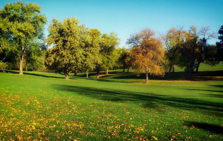 Summer park Image