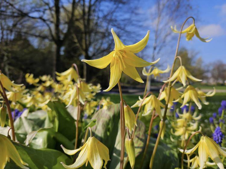 Titchfield park flowers