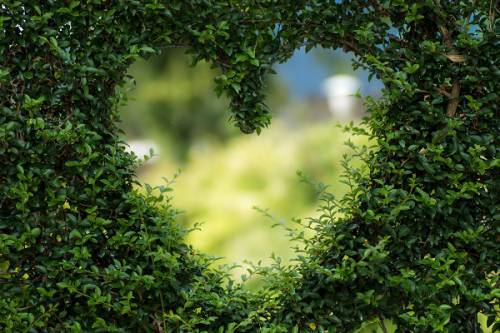 Image of a heart shape cut into a hedge