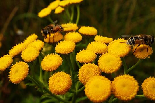 Image of honey bees on flowers