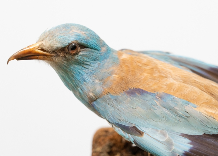 bird photo 2