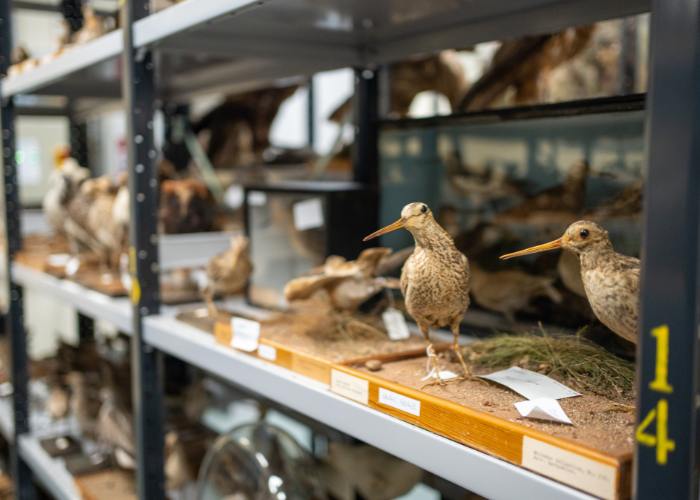 bird of a shelf
