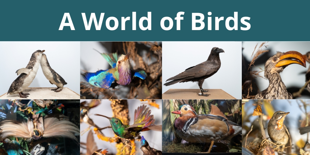 A world of birds