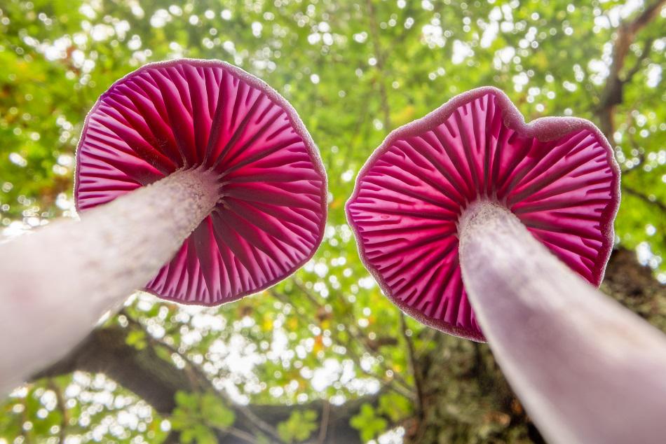 Amethyst deceiver laccaria amethystina sherwood forest alex hyde